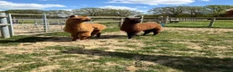 Alpaca livestock for sale: 5 beautiful quality BAS registered alpacas - Advert 8