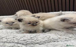Ragdoll cats for sale: Stunning Ragdoll Kittens Ready soon - Image 9