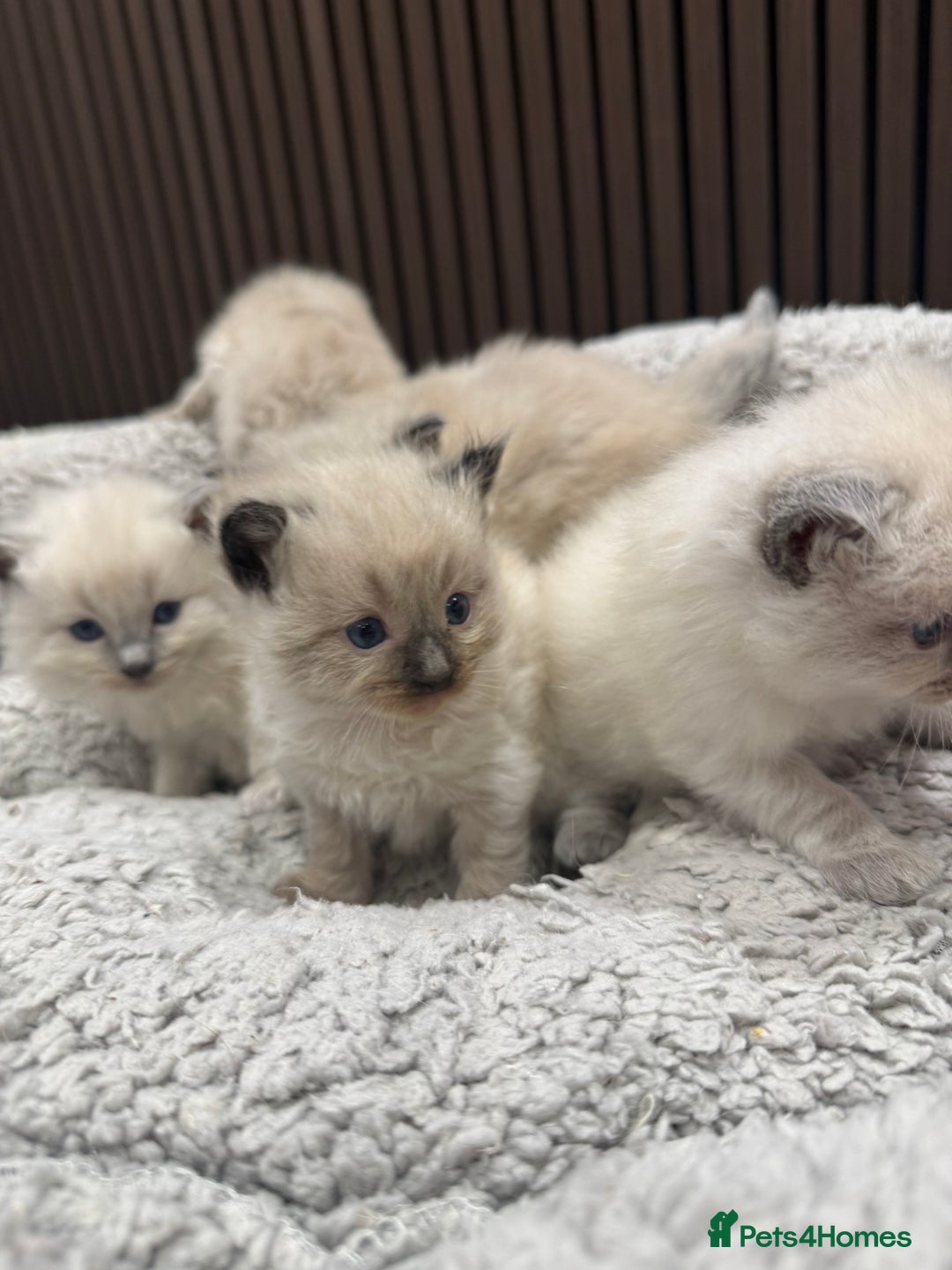 Ragdoll cats for sale: Stunning Ragdoll Kittens Ready soon - Image 9