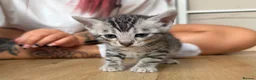 Bengal cats for sale: TICA registered pure bred Bengal kittens - Advert 13