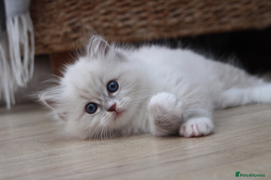 Ragdoll cats for sale: Blue Tabby Pure Breed Ragdoll  - Image 8