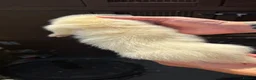 Ferret rodents for sale: Working stock ferret kits  - Advert 2