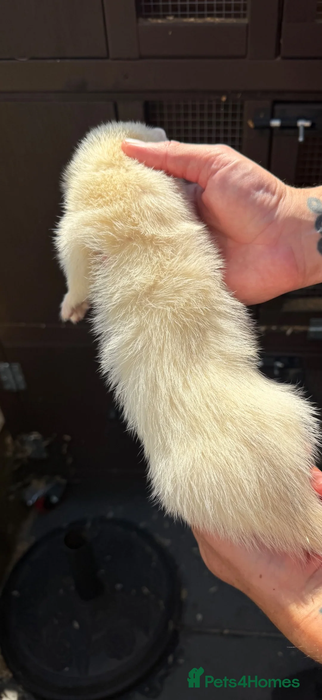 Ferret rodents for sale: Working stock ferret kits  - Advert 2