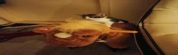 Mixed Breed cats for sale: Kittens looking for a lovely family 😻 in Leeds - Advert 22