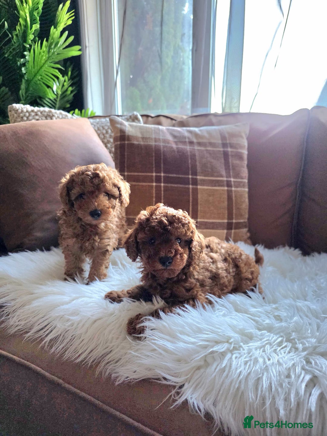 Toy Poodle dogs for sale: TINY RED KC PEDIGREE TOY POODLE PUPPIES - Advert 13