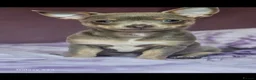 Chihuahua dogs for stud: Chocolate tri Long haired chihuahua  - Advert 10