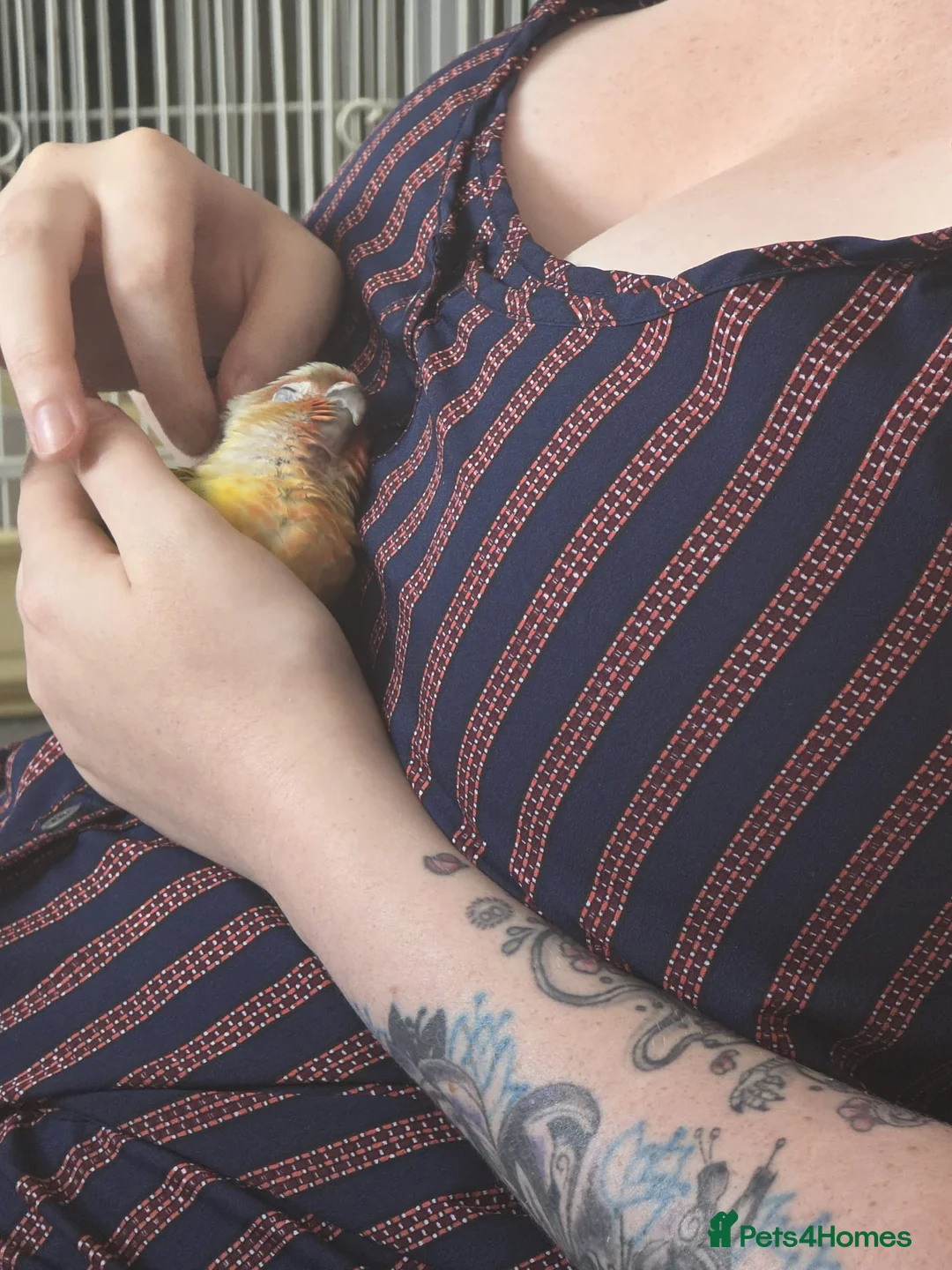 Conures birds for sale: Pineapple conure young adult - Advert 2