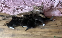 Mixed Breed cats for sale: Kittens lovely kittens  - Advert 13