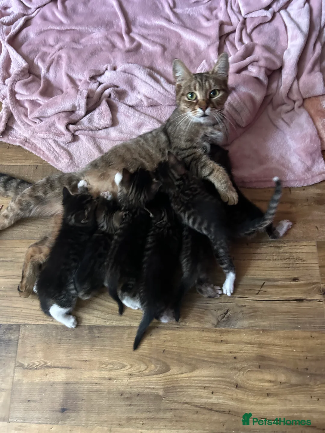 Mixed Breed cats for sale: 8 weeks old Kittens lovely kittens  - Advert 14