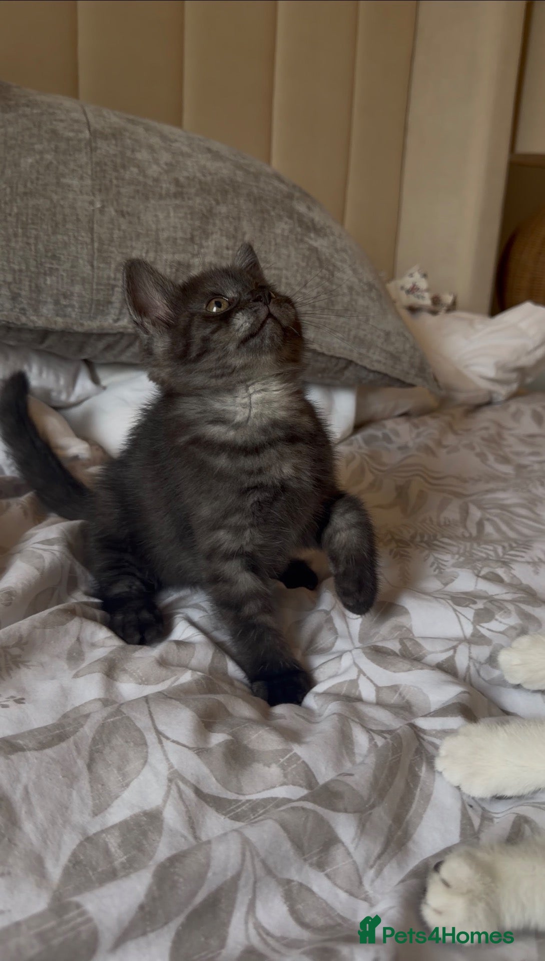 Scottish Fold cats Gorgeous black Scottish straights  - Advert 6