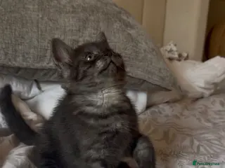 Scottish Fold cats Gorgeous black Scottish straights - Advert 6