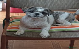 Shih Tzu dogs for sale: Shih tzu girl - Image 4