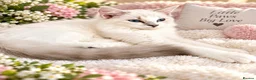 Ragdoll cats for sale: ❤️ Very special homes needed GCCF RAGDOLLS  - Advert 16