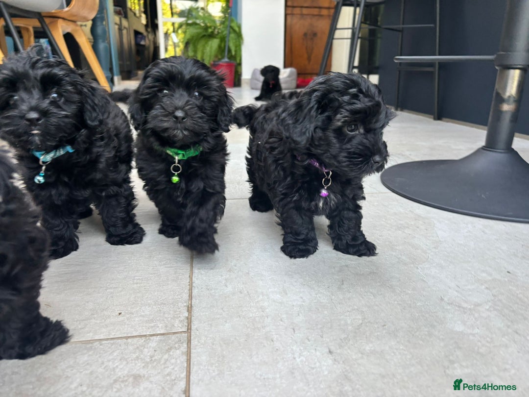 Mixed Breed dogs for sale: Cutest Havadoodles - Image 9