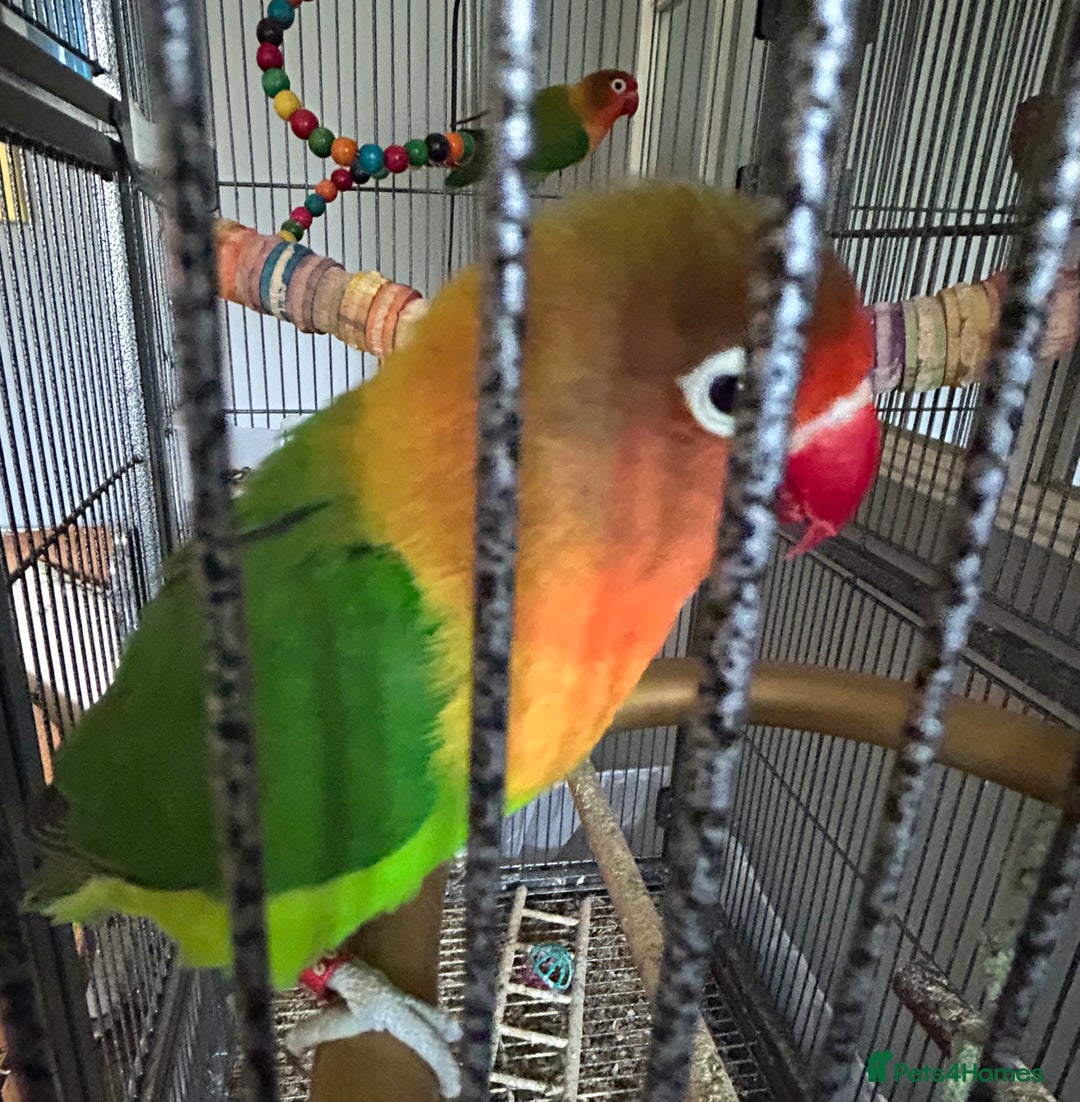 Lovebirds birds for sale: Bonded lovebirds - Image 4