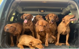 Labrador Retriever dogs for sale: Fox Red Labrador Puppies Health Tested - Image 17