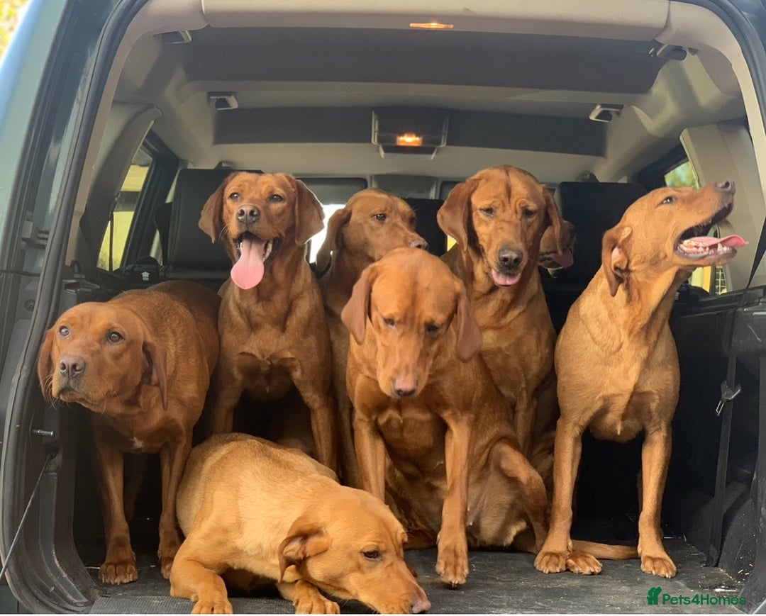 Labrador Retriever dogs for sale: Fox Red Labrador Puppies Health Tested - Image 17