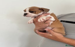 Dorset Olde Tyme Bulldogge dogs for sale: Bulldog puppy - Image 9
