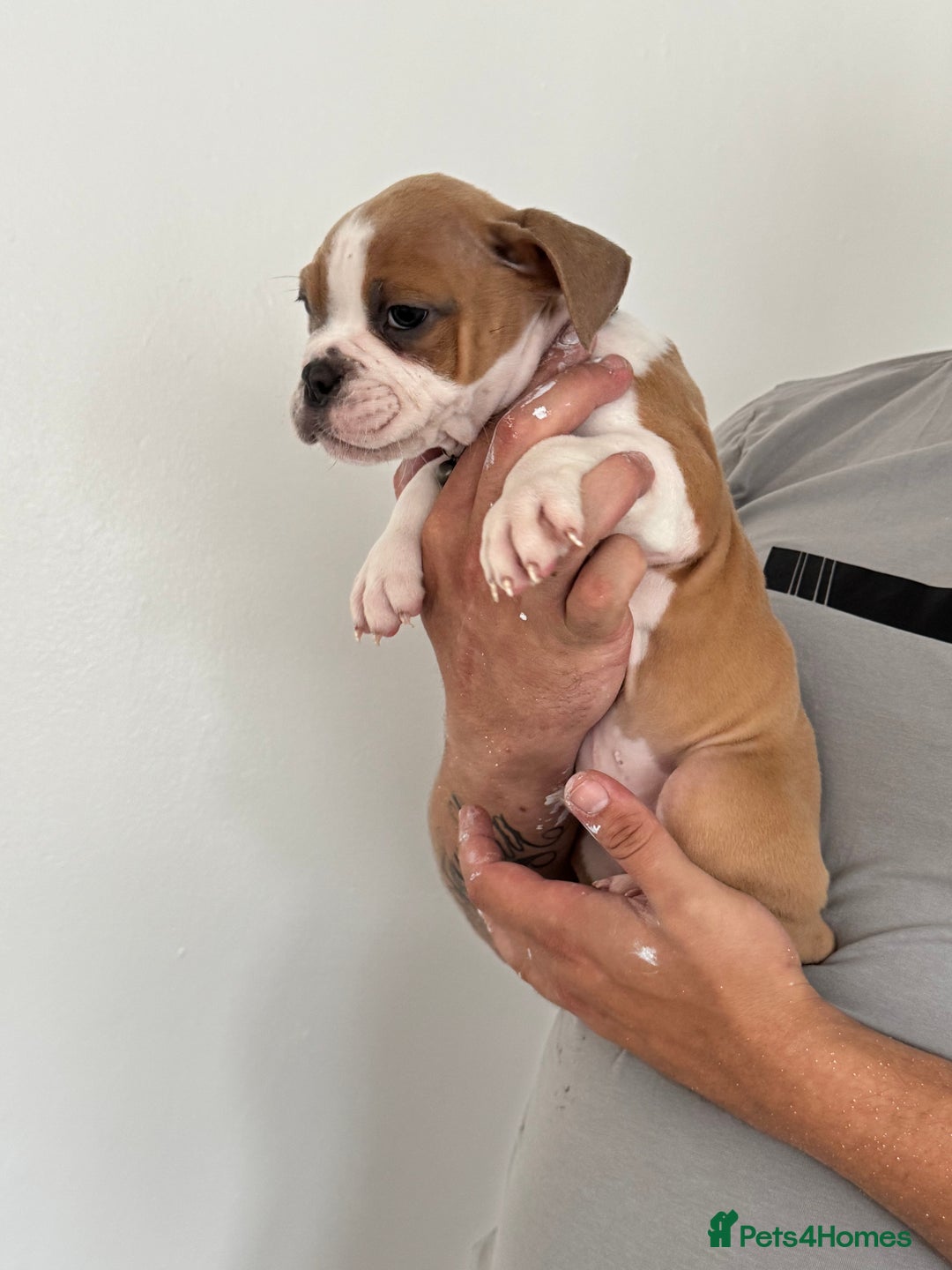 Dorset Olde Tyme Bulldogge dogs for sale: Bulldog puppy - Image 9