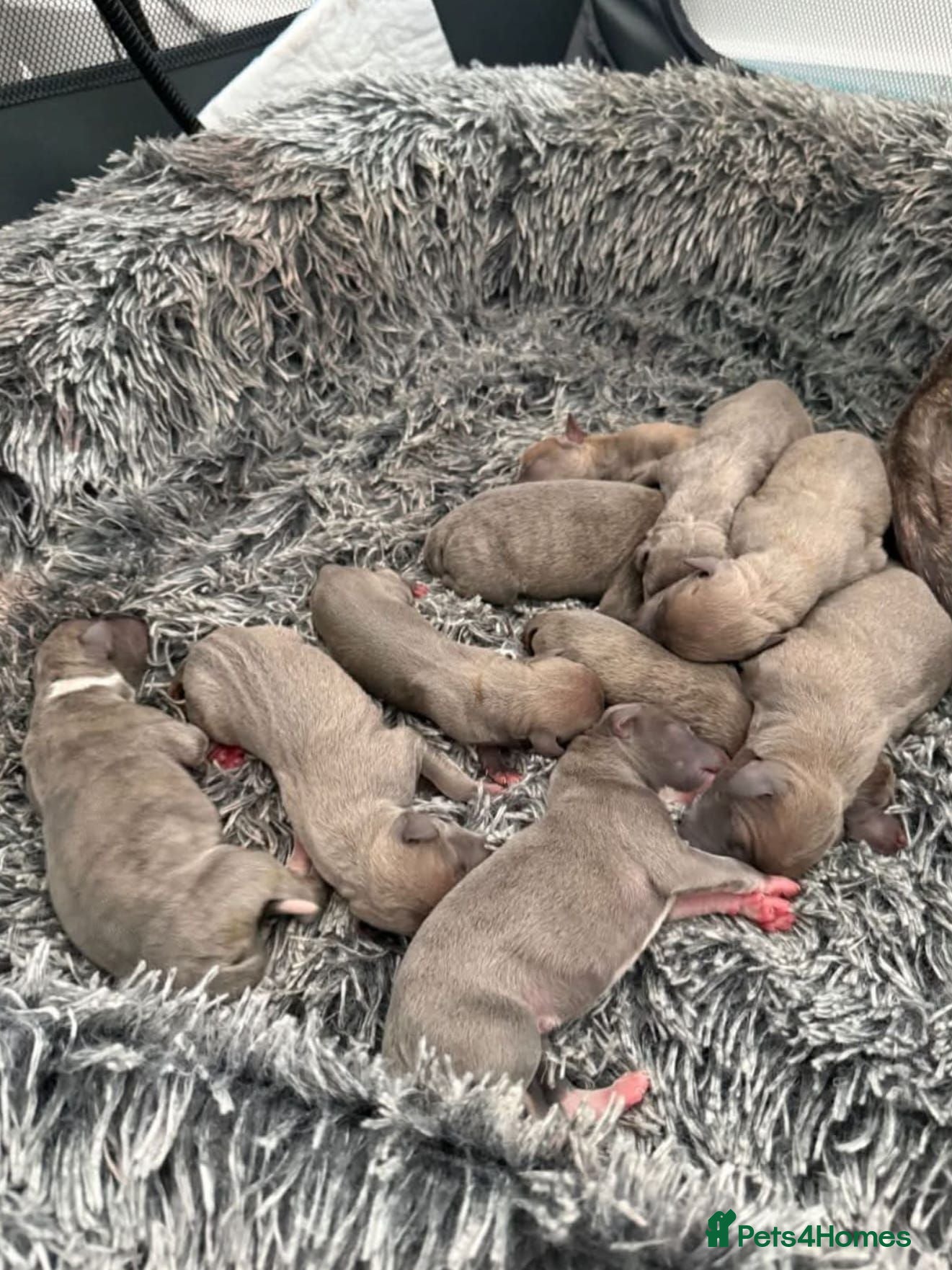 Mixed Breed dogs Stunning Wiggy puppies - Advert 3