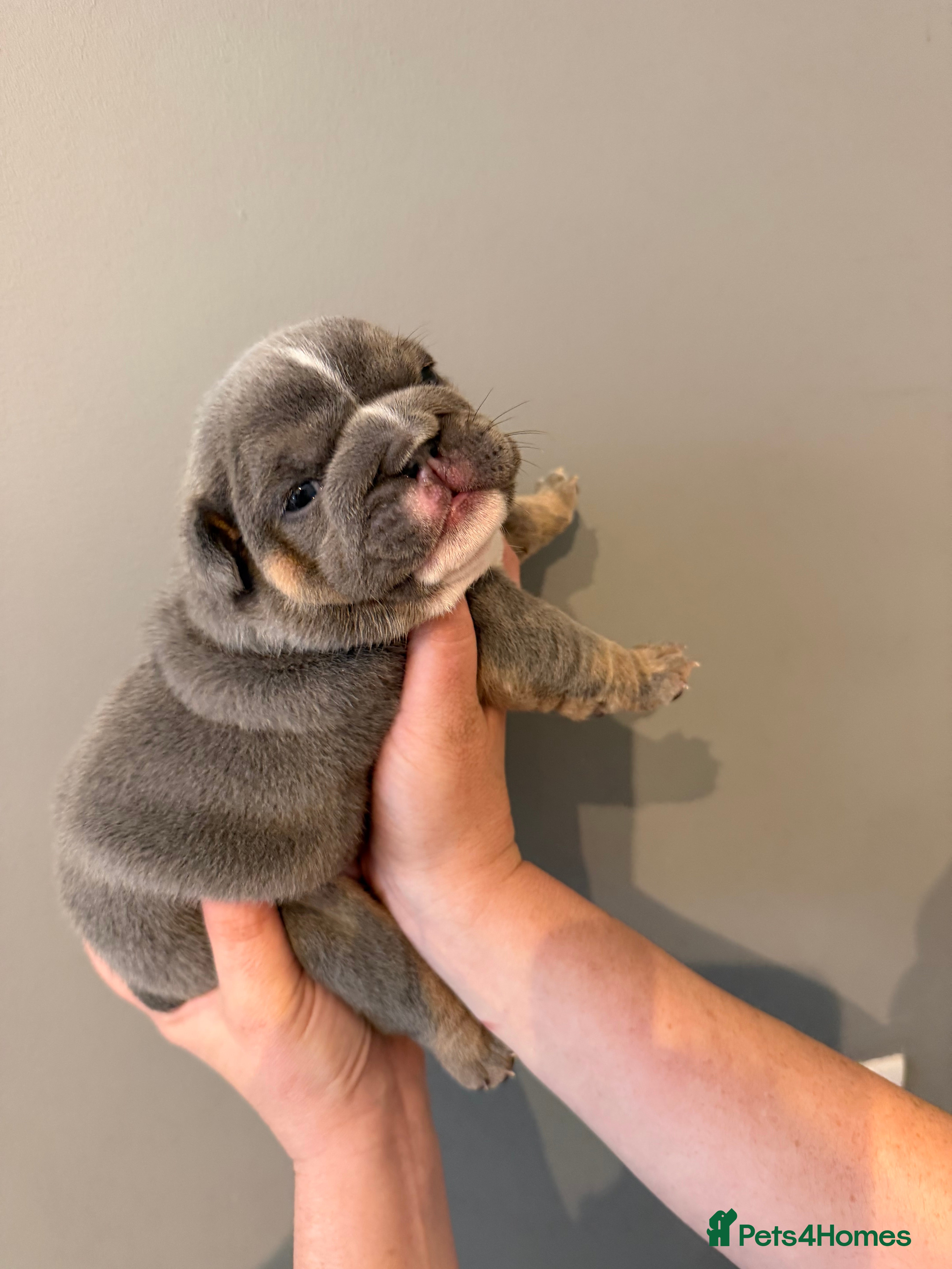 English Bulldog dogs Kc reg Incredible litter health tested Parents  - Advert 1