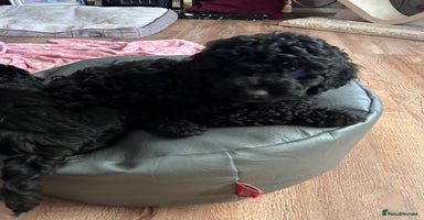 Cockapoo dogs F1b Cockapoo puppies only 3 left ready now  - Advert 3