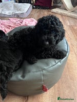 Cockapoo dogs F1b Cockapoo puppies only 3 left ready now - Advert 3