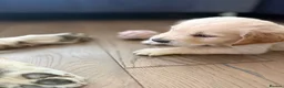 Golden Retriever dogs for sale: Golden Retriever puppies  in Derby - Advert 11