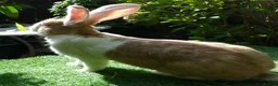 Continental Giant rabbits for sale: PURE Continental Giant BABY BUCK VACCINATED READY  - Advert 6