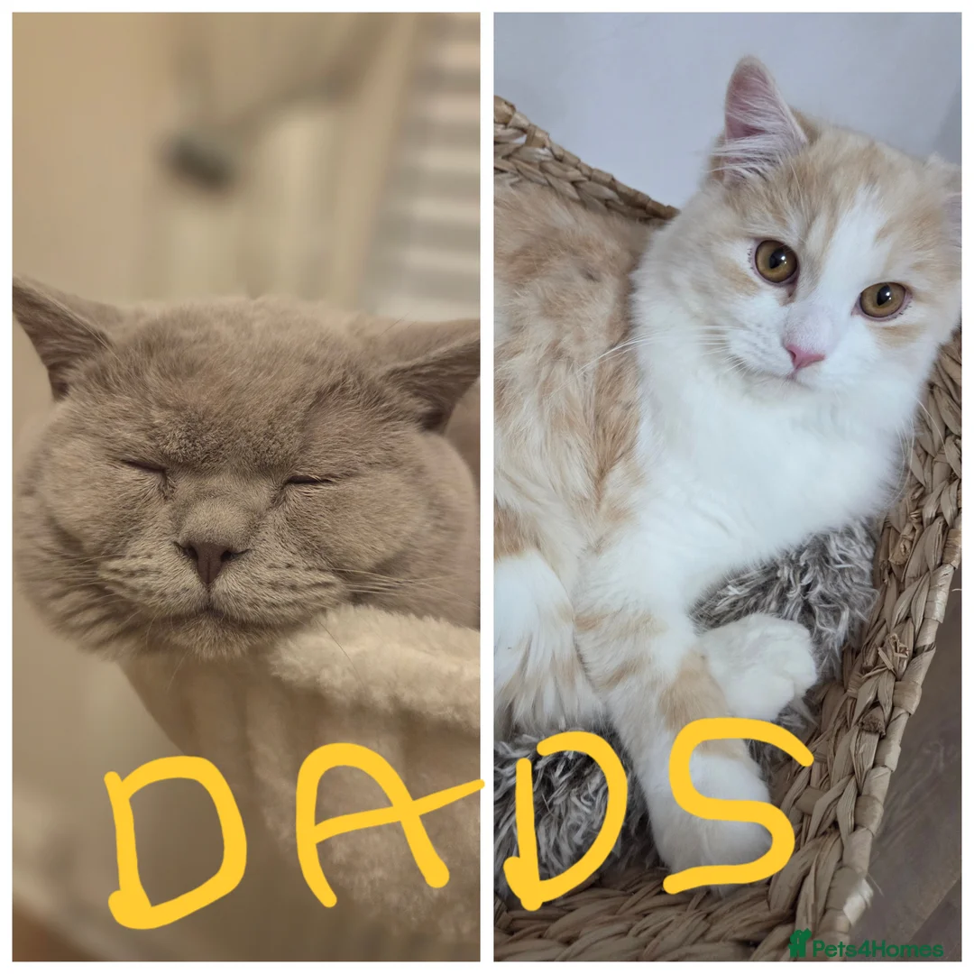 Mixed Breed cats for sale: RAGDOLL X SCOTTISH STRAIGHT  - Advert 8