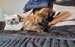 Shih Tzu dogs for sale: One beautiful little girl ready friday - Image 5