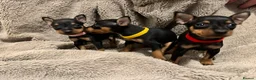 Miniature Pinscher dogs for sale: Beautiful miniature pinscher puppies  - Advert 8