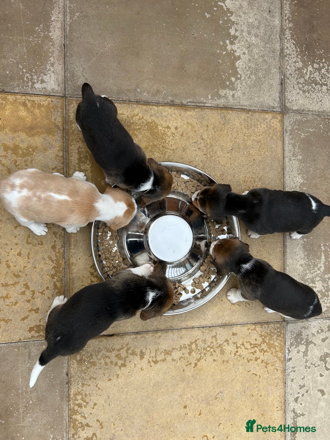 Beagle dogs for sale: Only 1 boy KC Registered Top Quality Beagle Puppy - Image 15
