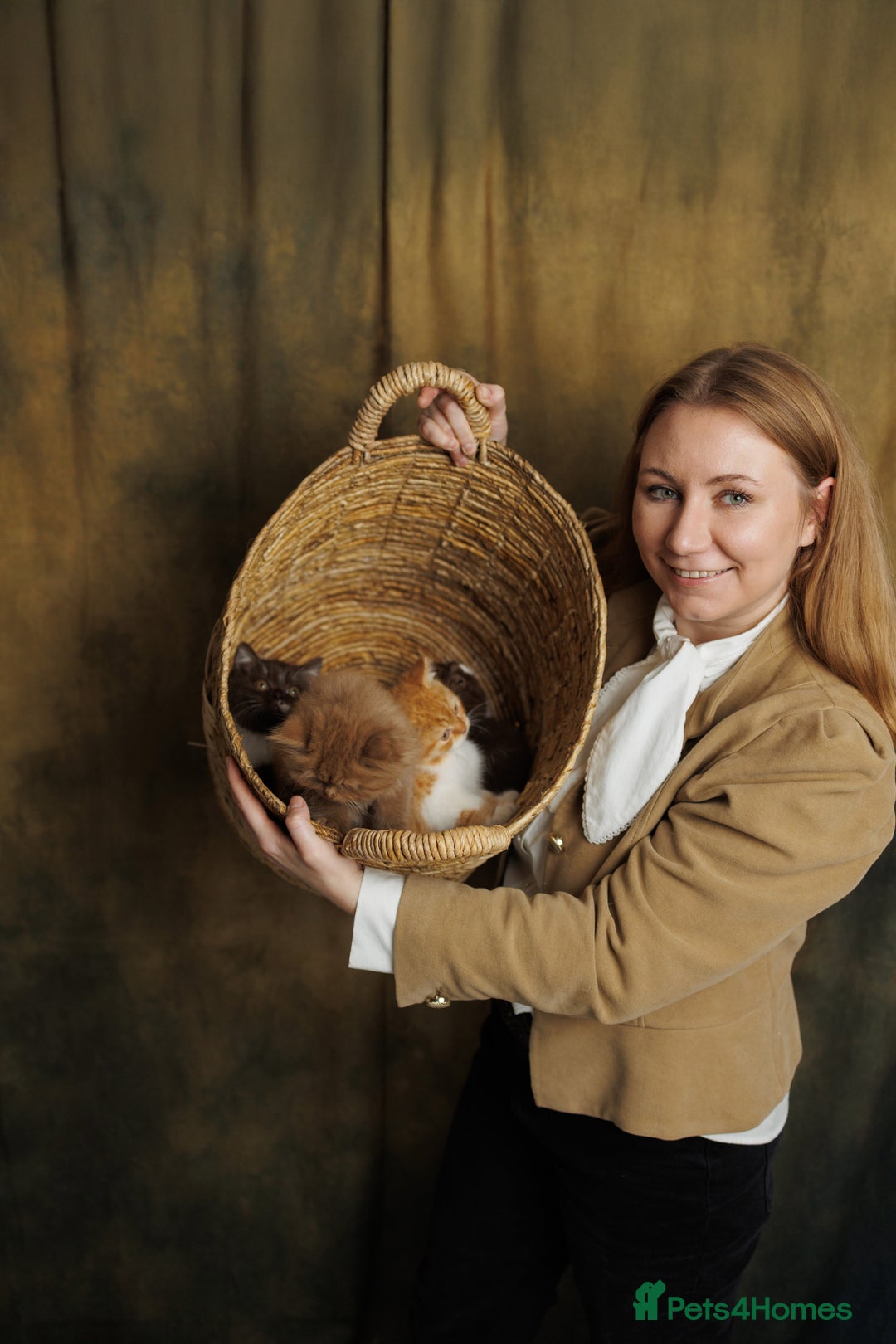 British Shorthair cats for sale: British Short and Long Hair  - Image 2