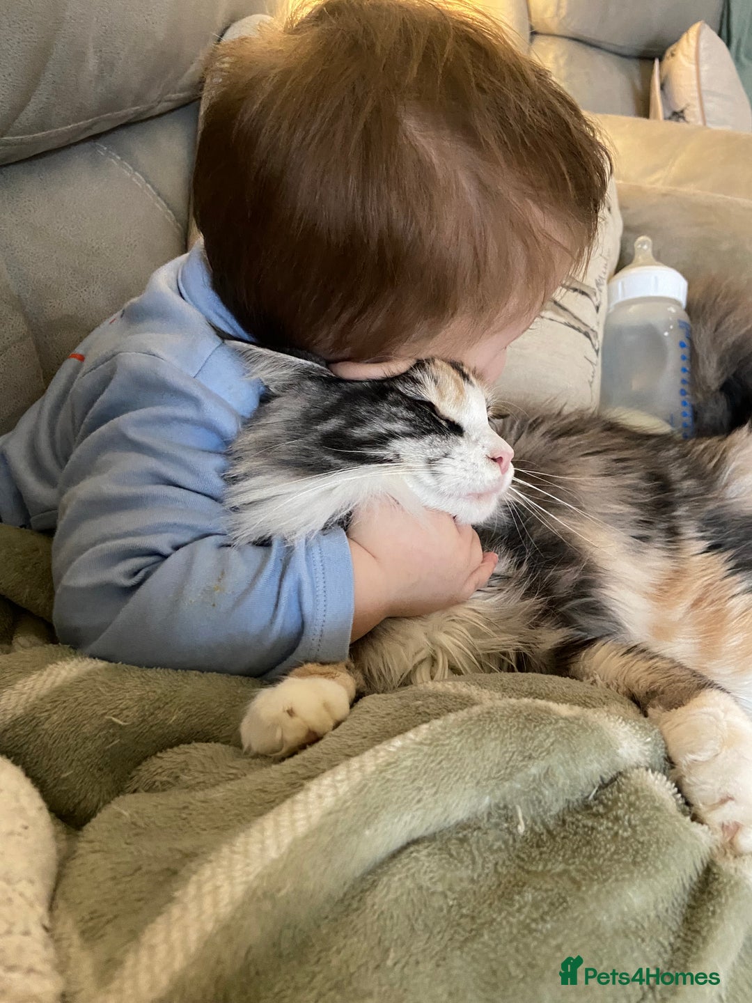 Maine Coon cats for sale: Active registered 1 year old female Maine Coon - Advert 4