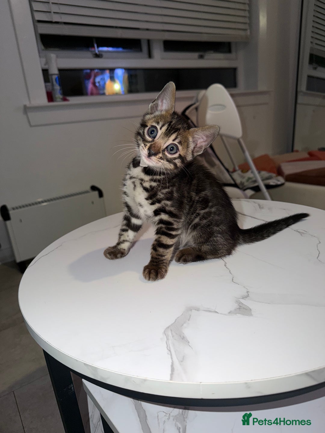 Bengal cats for sale: Bengal Male Kittens Available 🐾  - Advert 17