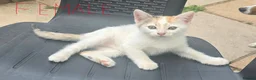 Domestic Shorthair cats for sale: Adorable kittens in London - Advert 5