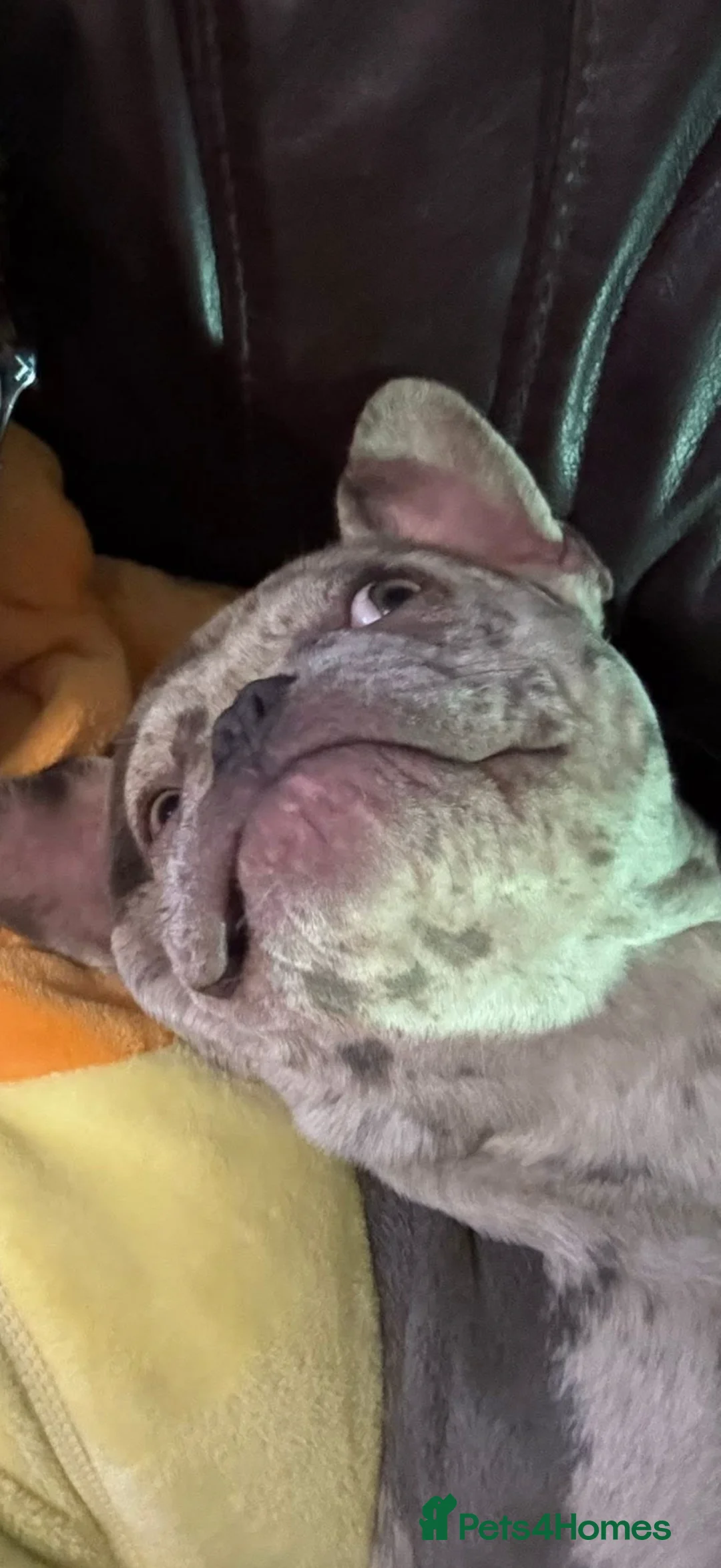 French Bulldog dogs for sale: 11 month old French bulldog female Merle  - Advert 4