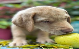Labrador Retriever dogs for sale: Pinky Nose/olive eyes Very Unique Yellow puppy  - Image 27