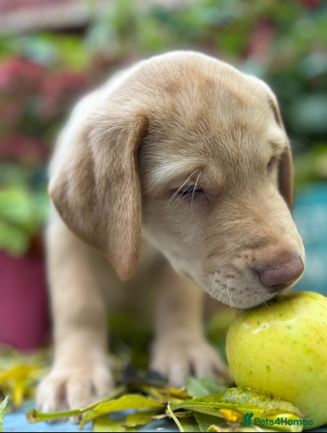Labrador Retriever dogs for sale: Pinky Nose/olive eyes Very Unique Yellow puppy  - Image 27