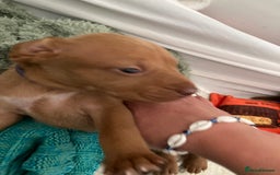 Hungarian Vizsla dogs for sale: 4 adorable Hungarian vizsla BOYS available - Image 28