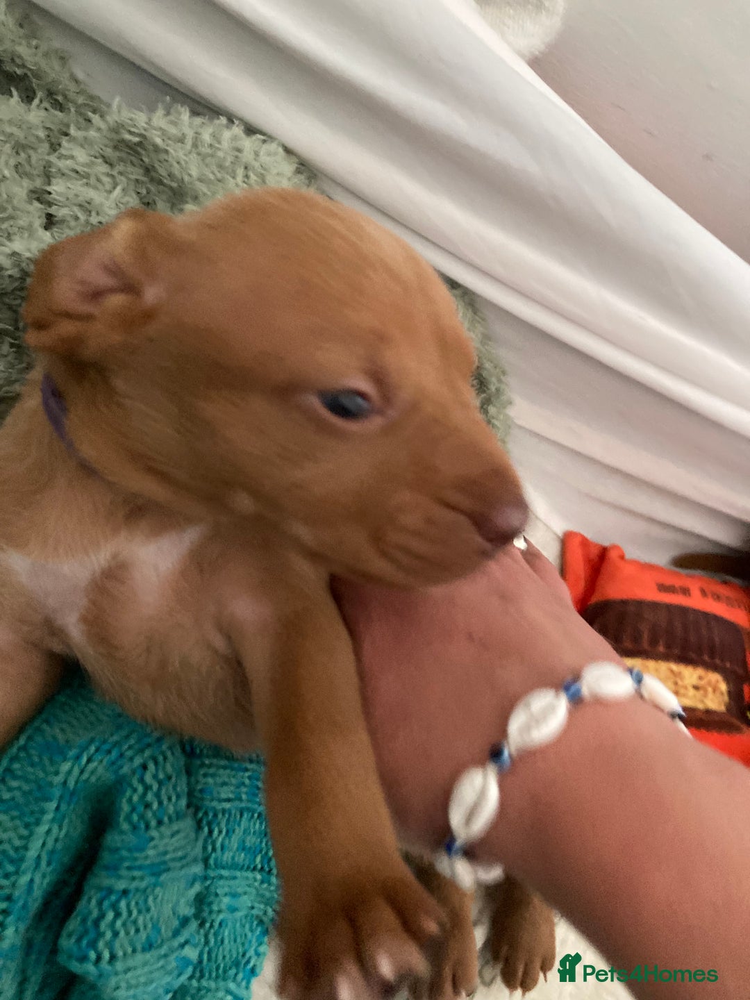 Hungarian Vizsla dogs for sale: 4 adorable Hungarian vizsla BOYS available - Image 28