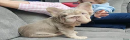 French Bulldog dogs for sale: FRENCH BULLDOG fluffy Isabella  - Advert 6