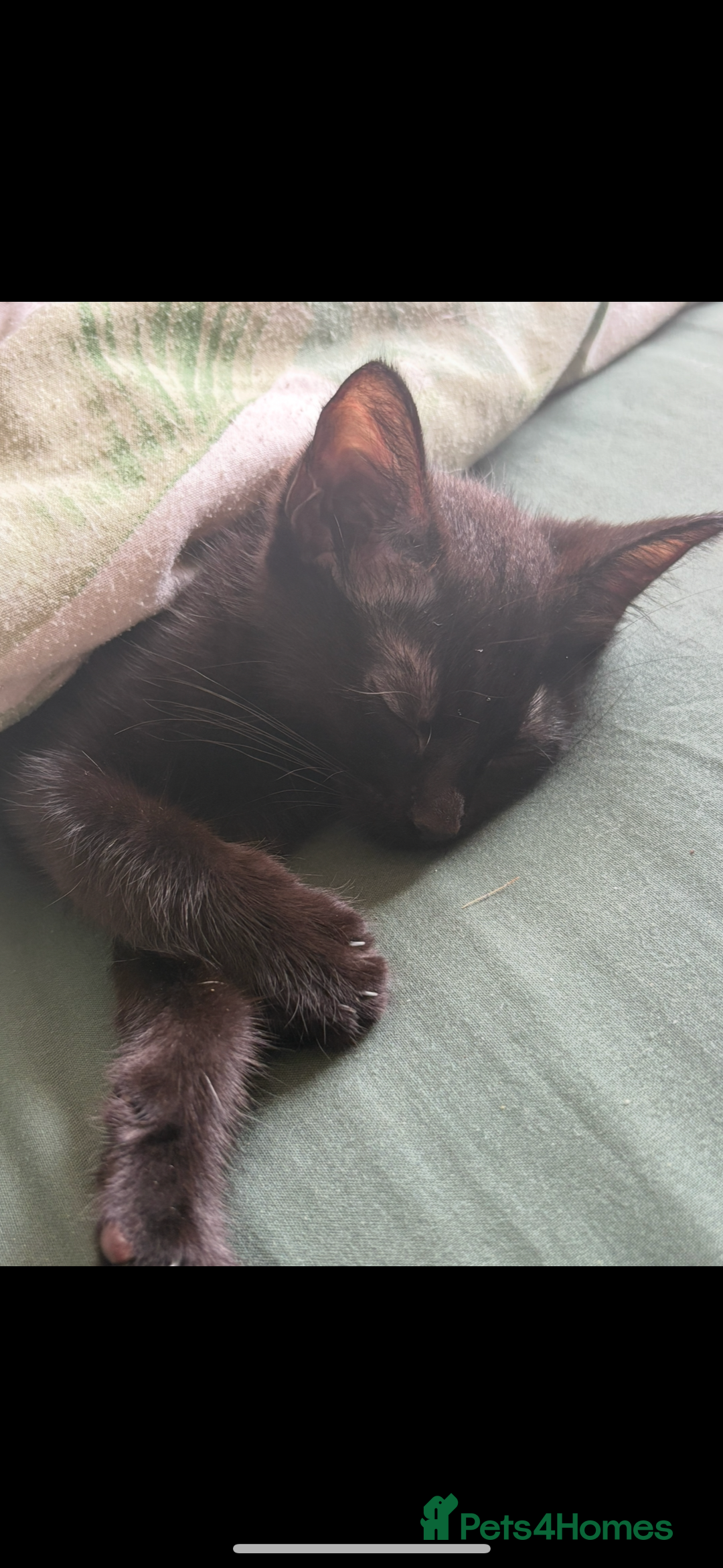 Domestic Shorthair cats for sale: Brother and sister forever home - Image 5