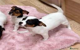 Jack Russell dogs for sale: Traditional Miniature Jack Russell Puppies! - Advert 13