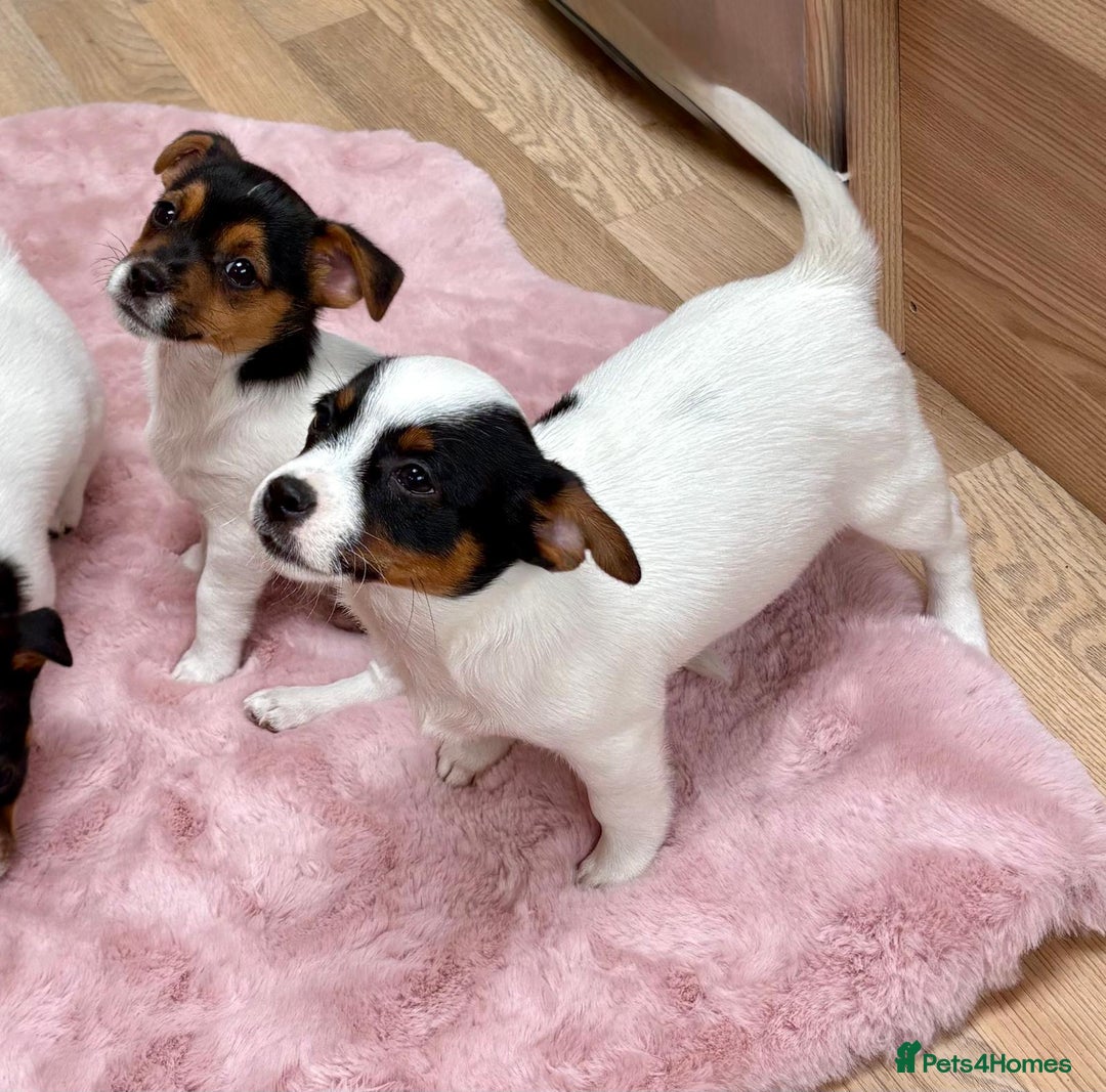 Jack Russell dogs for sale: Traditional Miniature Jack Russell Puppies! - Advert 13