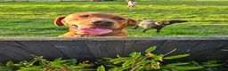 Labrador Retriever dogs for stud: Fox red stud dog  - Advert 6