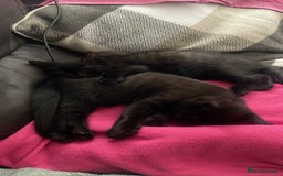 British Shorthair cats for sale: British shorthair kittens🐱 - Image 5