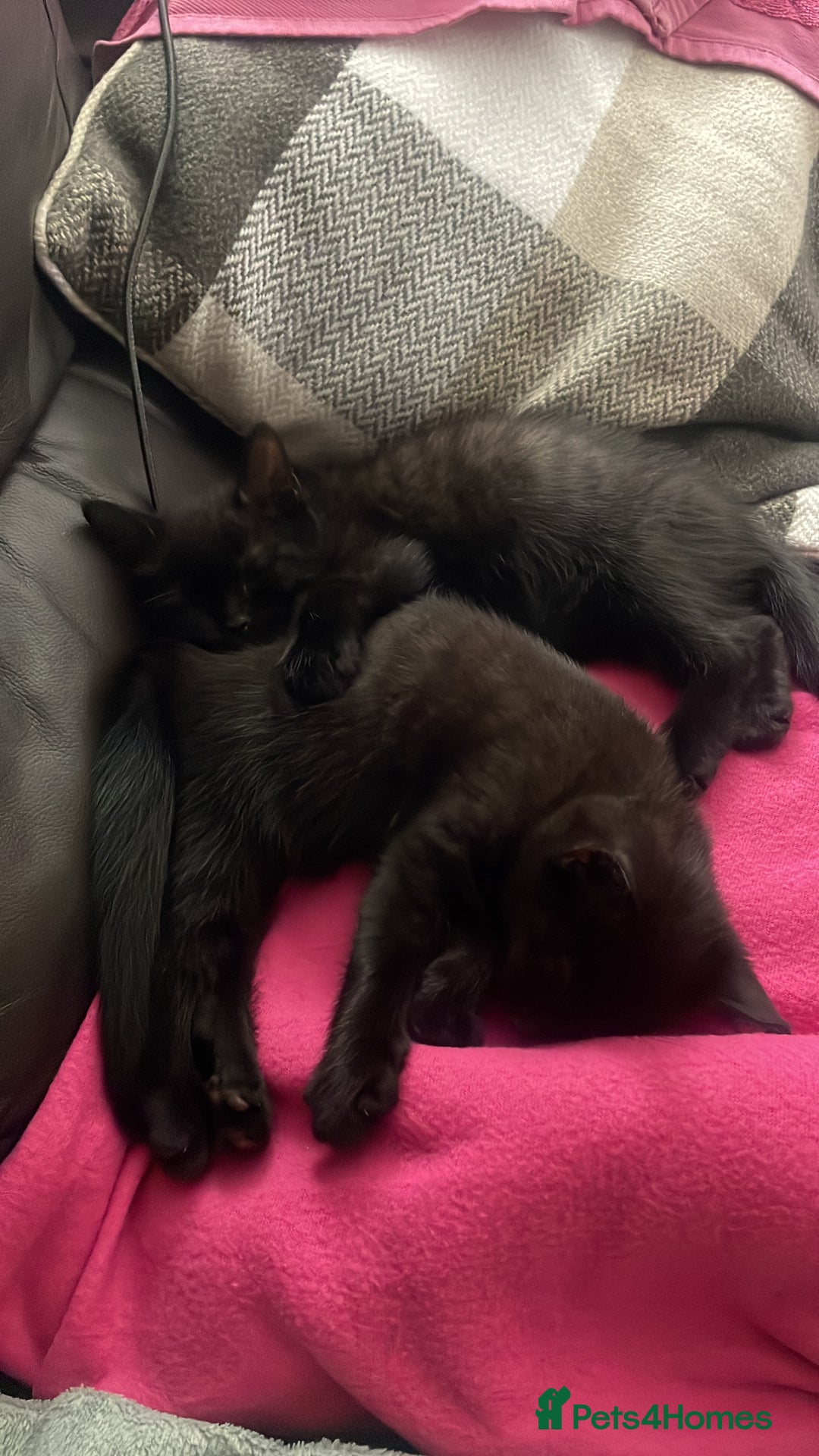 British Shorthair cats for sale: British shorthair kittens🐱 - Image 5
