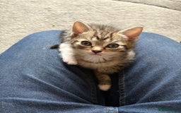 Mixed Breed cats for sale: Gorgeous Half ragdoll kittens - Image 1